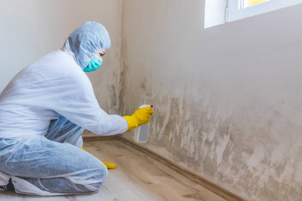 Licensed Mold Testing service in Mattawan, MI - WQB Mold Removal